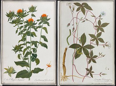 4 Original Botanical Watercolors after Ledelmaier, Herz for Kitai, Rumph, Jacquin (according to 