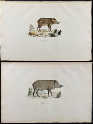 Saint-Hilaire - 4 Quadruped Lithographs (Wild Boar, Jackal, Coati). This handsome lithograph is 