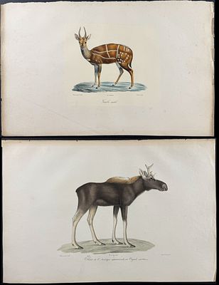 Saint-Hilaire - 6 Quadruped Lithographs (Moose or Elk, Deer). This handsome lithograph is from 
