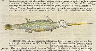 Kircher, pub. 1682 - Narwhal Whale. This scientific engraving is Athanasius Kircher's 