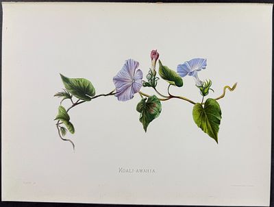 Sinclair, Hawaii - Koali-awahia (Ipomaea insularis). 12. This beautiful chromolithograph is from 