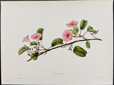 Sinclair, Hawaii - Pohuehue (Ipomaea pescaprae). 16. This beautiful chromolithograph is from 