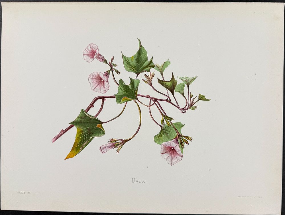 Sinclair, Hawaii - Uala (Ipomaea Batatas). 15. This beautiful chromolithograph is from Isabella 