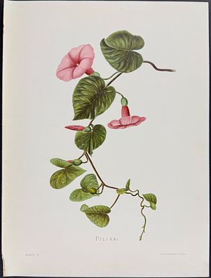 Sinclair, Hawaii - Pilikai (Ipomaea Turpethum). 14. This beautiful chromolithograph is from 