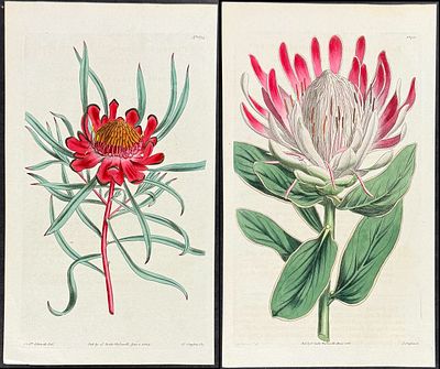 Curtis - Pair of Protea Engravings. Included in this lot: Crown-flowered Protea. 1713 