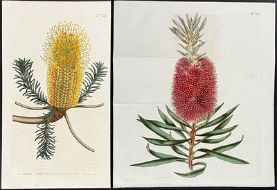 Curtis - Pair of Native Australian Plant Engravings (Banksia). Included in this lot: 