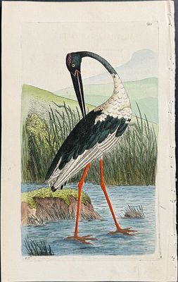Shaw & Nodder - Australasian Jabiru (Native to Australia). 601. The Naturalist's Miscellany was 