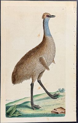 Shaw & Nodder - Southern Cassowary or New-Holland. 99. The Naturalist's Miscellany was a 