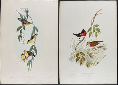 Gould, Australia - 4 Bird Lithographs. Included in this lot: Striated Pardalote [Pardalotus 