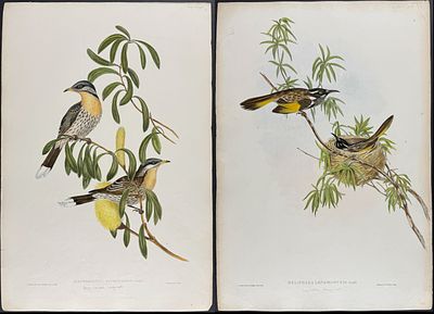 Gould, Australia - 4 Bird Lithographs of White-Eye & Honey-Eater. Included in this lot: 