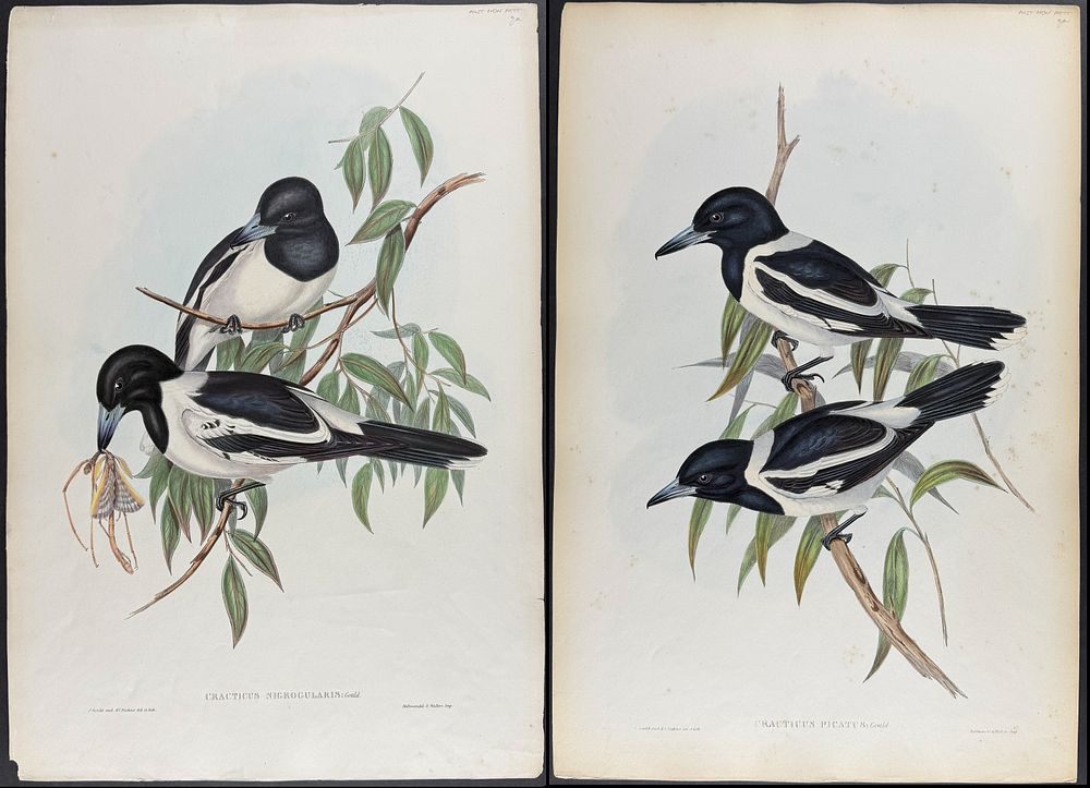 Gould, Australia - Pair of Pied Butcherbird Lithographs. Included in this lot: Pied Butcherbird 