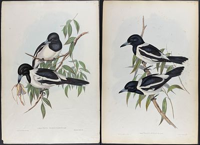 Gould, Australia - Pair of Pied Butcherbird Lithographs. Included in this lot: Pied Butcherbird 