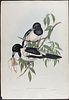 Gould, Australia - Pair of Pied Butcherbird Lithographs. Included in this lot: Pied Butcherbird Image - 1