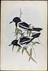 Gould, Australia - Pair of Pied Butcherbird Lithographs. Included in this lot: Pied Butcherbird Image - 2