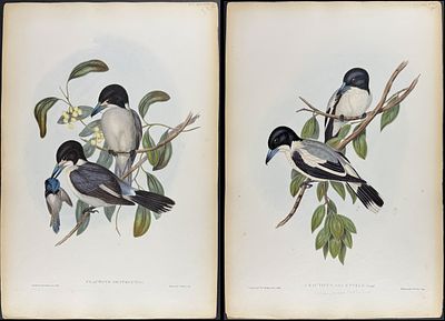 Gould, Australia - Pair of Butcher Bird Lithographs. Included in this lot: Silver-backed Butcher 