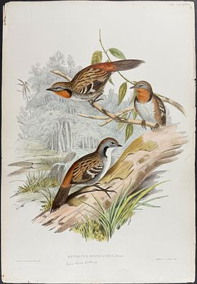 Gould, Australia - Spine-tailed Orthonyx [Orthonyx Spinicaudus]. This hand-colored folio 