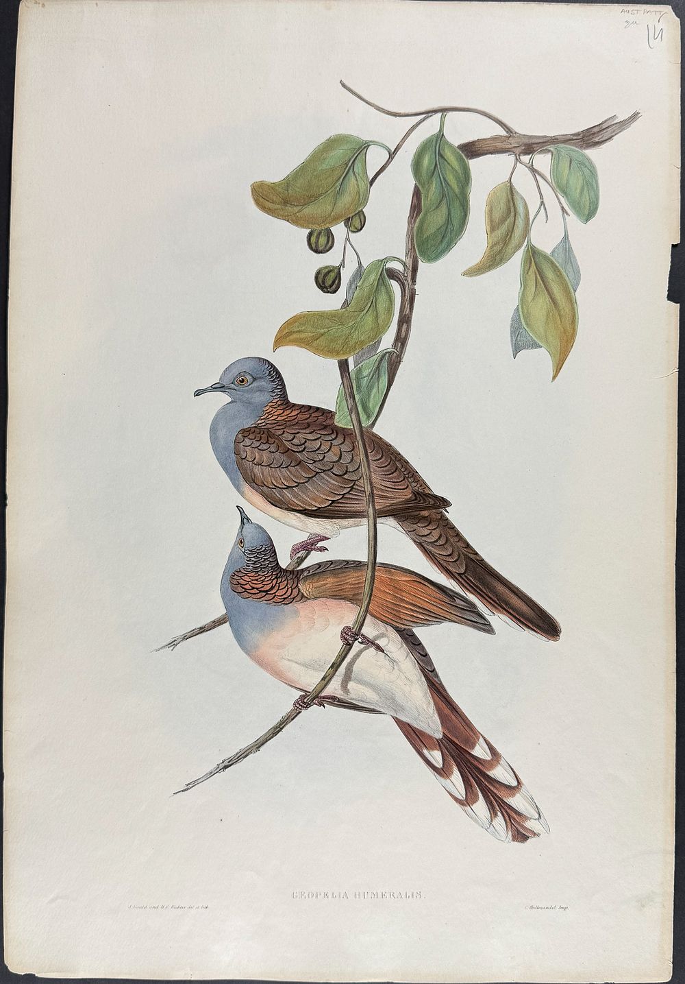 Gould, Australia - Bar-shouldered Dove [Geopelia Humeralis]. This hand-colored folio lithograph 