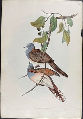 Gould, Australia - Bar-shouldered Dove [Geopelia Humeralis]. This hand-colored folio lithograph 