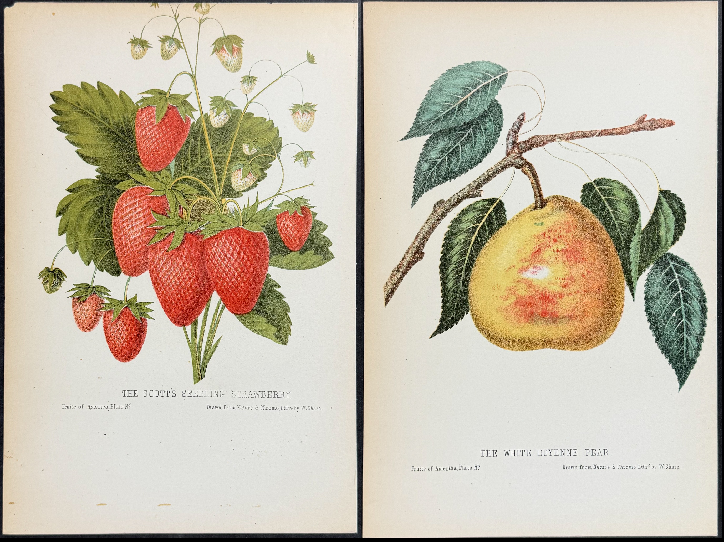 Lot 8500 - Hovey - 7 Fruit Lithographs (Strawberry, Apple, Plum, Pear