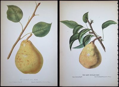 Lot 8674 - Hovey - Pair of Fruit Lithographs (Pears) | Trillium Rare Prints