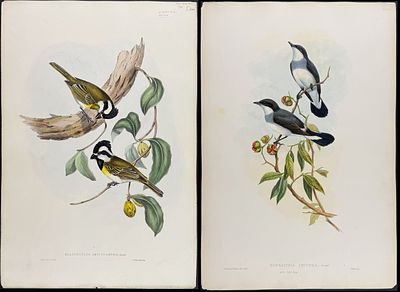 Gould, Australia - Pair of Bird Lithographs (Shrike-Tit & Robin). Included in this lot: 