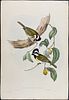 Gould, Australia - Pair of Bird Lithographs (Shrike-Tit & Robin). Included in this lot: Image - 1