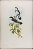 Gould, Australia - Pair of Bird Lithographs (Shrike-Tit & Robin). Included in this lot: Image - 2