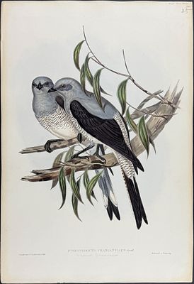 Gould, Australia - Ground Graucalus [Pteropodocys Phasianellus]. This hand-colored folio 