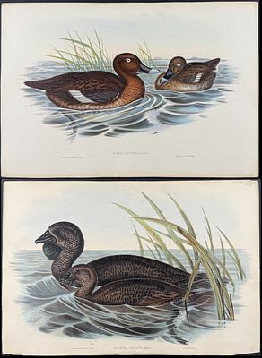 Gould, Australia - Pair of Duck Lithographs. Included in this lot: White-eyed Duck or Hardhead 