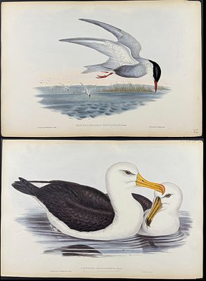 Gould, Australia - 3 Water Bird Lithographs (Albatross, Petrel, Tern). Included in this lot: 