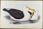 Gould, Australia - 3 Water Bird Lithographs (Albatross, Petrel, Tern). Included in this lot: Image - 1
