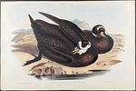 Gould, Australia - 3 Water Bird Lithographs (Albatross, Petrel, Tern). Included in this lot: Image - 2