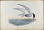 Gould, Australia - 3 Water Bird Lithographs (Albatross, Petrel, Tern). Included in this lot: Image - 3
