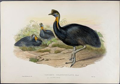 Gould, Australia - Northern Cassowary [Casuarius Uniappendiculatus]. This hand-colored folio 