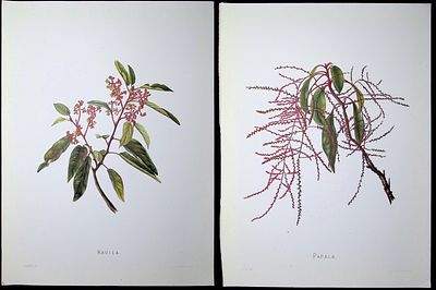 Sinclair - 7 Hawaiian Flower Prints. This beautiful chromolithograph is from Isabella Sinclair's 