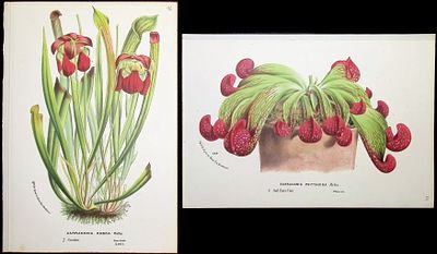 Van Houtte - Pair of Carnivorous Pitcher Plant Prints. This beautiful botanical print comes from 