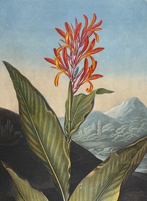 Thornton, Folio - Indian Reed. This dramatic large folio botanical engraving is from Dr. Robert 