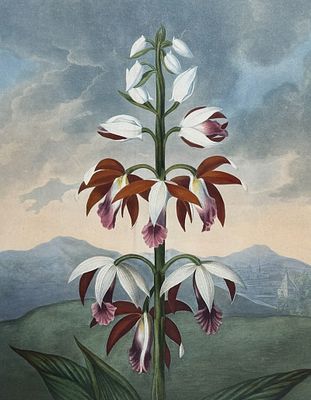 Thornton, Folio - The China Limodoron. This dramatic large folio botanical engraving is from Dr. 