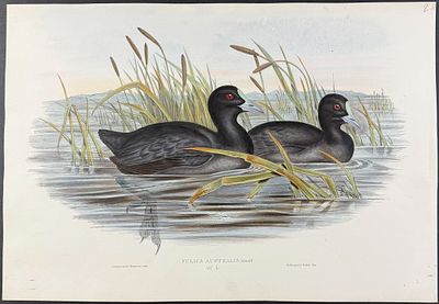 Gould, Australia - Australian Coot [Fulica Australis]. This hand-colored folio lithograph is 