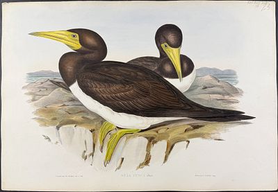 Gould, Australia - Brown Gannet [Sula Fusca]. This hand-colored folio lithograph is from the 