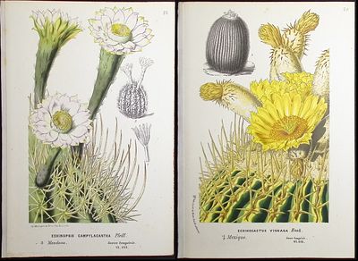 Van Houtte - 3 Cactus Prints. This beautiful botanical print comes from Louis Van Houtte's 