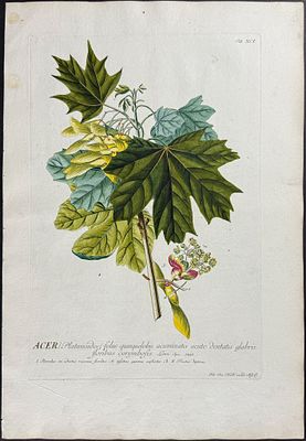 Trew - Indian Mallow. 91. This elegant folio, botanical engraving is from Christoph Jakob Trew’s 