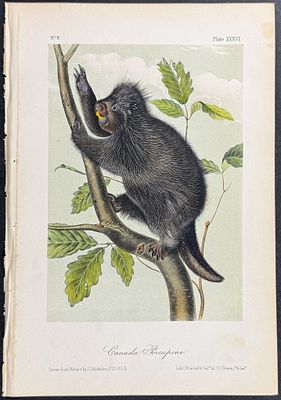 Audubon - Canada Porcupine. 36. This octavo lithograph is from John James Audubon's The 