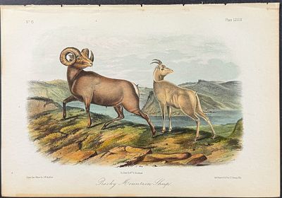 Audubon - Rocky Mountain Sheep. 73. This octavo lithograph is from John James Audubon's The 