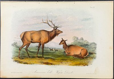 Audubon - American Elk or Wapiti Deer. 62. This octavo lithograph is from John James Audubon's 