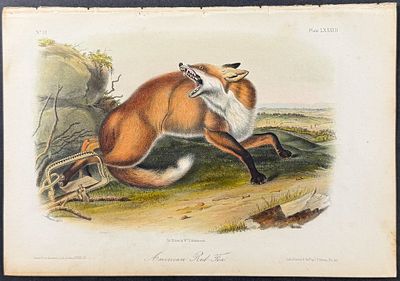 Audubon - American Red Fox. 87. This octavo lithograph is from John James Audubon's The 