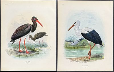 Dresser - Pair of Stork Prints. This originally hand-colored bird lithograph is from Henry 