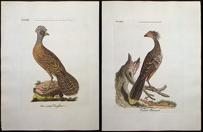 Latham - 3 Bird Engravings (Yacou, Curassow, Pheasant). Included in this lot: The Yacou. 61 Hen 