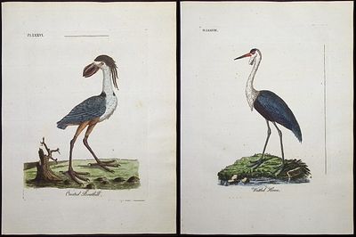 Latham - Pair of Bird Engravings (Crested Boatbill & Wattled Heron). This fine bird engraving is 