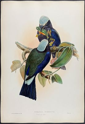 Gould, Asia - Temminck's Roller [Coracias Temmincki]. This remarkable ornithology lithograph 